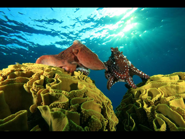 Завершился конкурс Epson Red Sea 2010